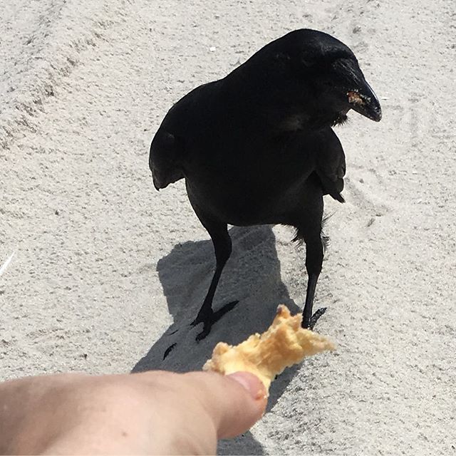 Look came to say “hello.” And some lunch from my hand. #blackcrows #blackcrow #summer #summerday #summersoltice #totem #animalspeak #message #blackbird #jerseyshore #islandstatebeachpark