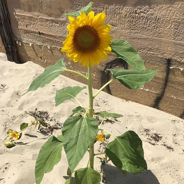 Sunflower grows at the beach.#sunflower #jerseyshore #avonbytheseanj #avonbythesea #beautiful #wildflowers #oceanandbeachlover #beautifuldayout