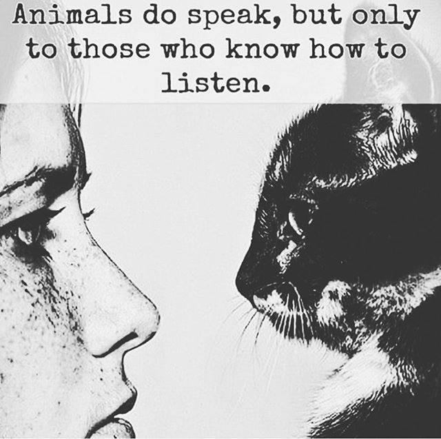 They will always tell you if you listen. #animalcommunicator #animalcommunication #animallovers #listen #telepathy #sevensense