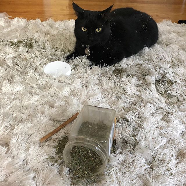 This cat is a Jerk! Silas opened up a mostly filled catnip jar. He is blaming the full moon. He is so stoned & I have to try to get the little bits of leaves out of shag carpet #fml . #stonercat #catniphigh #catnipeverywhere #thejerk #catslifestyle #cats_of_instagram #minipanther #blackcatsofinstagram #blackcat #feastofthehuntersmoon #fullmoon #meow #crazycatlover #crazycat #crazyblackcat #stilllovethejerk
