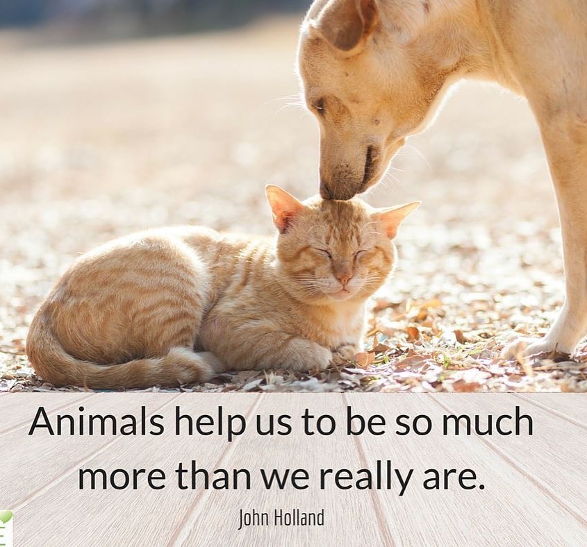 Our animals helps us become better humans. #unconditionallove #truth #petsofinstagram #pet #totalacceptance #animals #dogs #cats #acceptance #purelove #love #protectors #adoptdontshop
